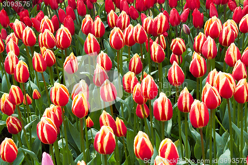 Image of red and yellow Tulips in Keukenhof Flower Garden,The Netherlands