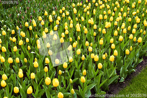 Image of yellow Tulips in Keukenhof Flower Garden,The Netherlands