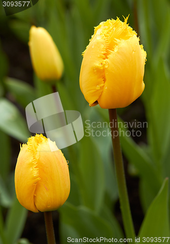 Image of yellow Tulips in Keukenhof Flower Garden,The Netherlands