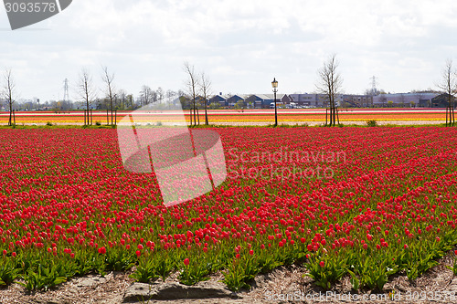 Image of waves of Tulip fields near Keukenhof Flower Garden, Netherlands