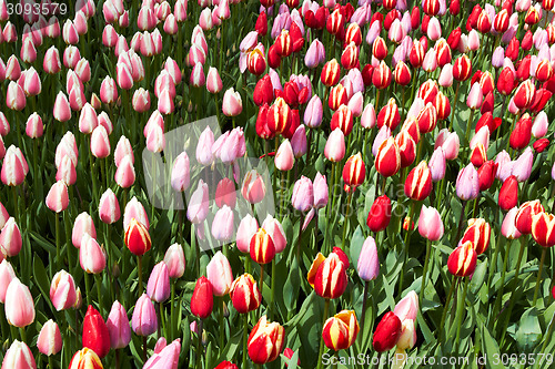 Image of Red and pink  Tulips in Keukenhof Flower Garden,The Netherlands