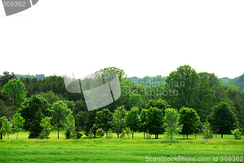 Image of Green forest