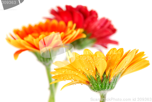 Image of Gerbera flowers