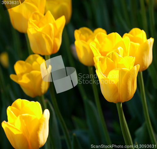 Image of Yellow tulips in sun spring day