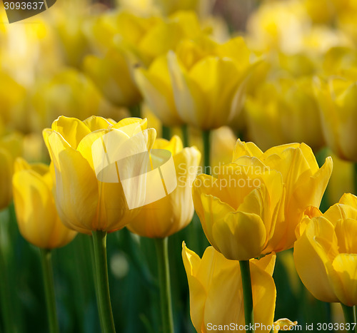 Image of Yellow tulips