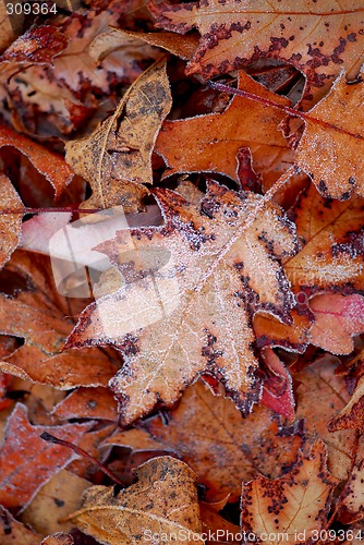 Image of Frosty leaves