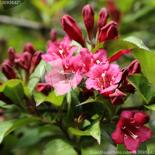 Image of Weigela