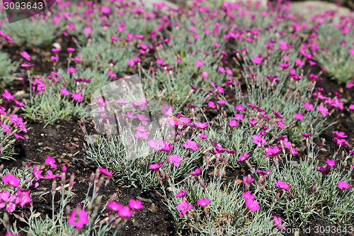 Image of Maiden pink