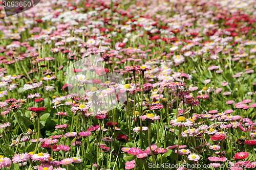 Image of Daisies.