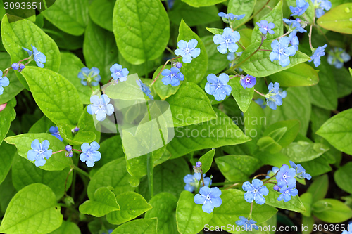 Image of Blue flowers