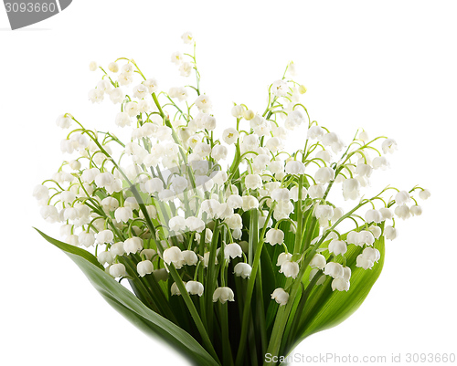 Image of Lily of the valley.
