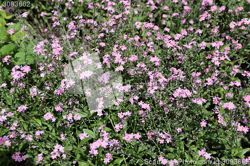 Image of Forget-me-not