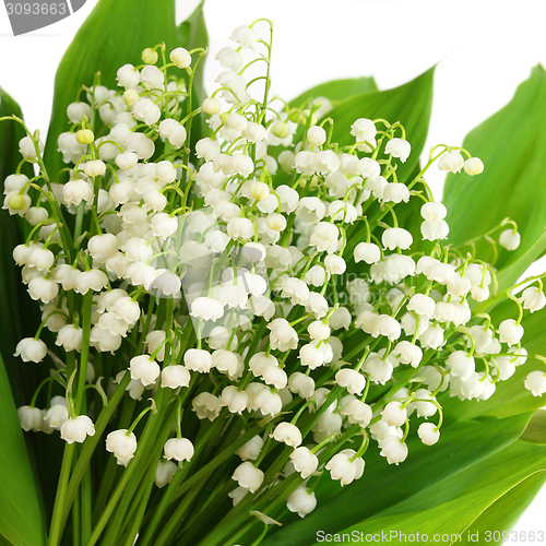Image of Lily of the valley.