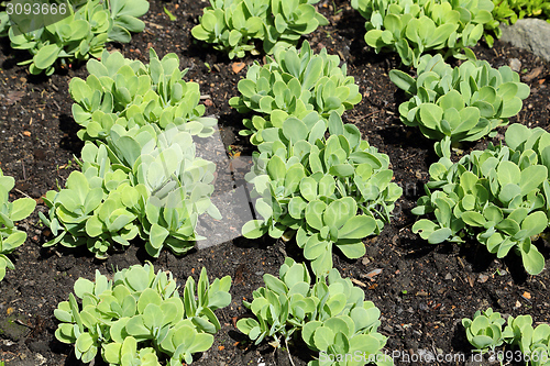 Image of Sedum spectabile