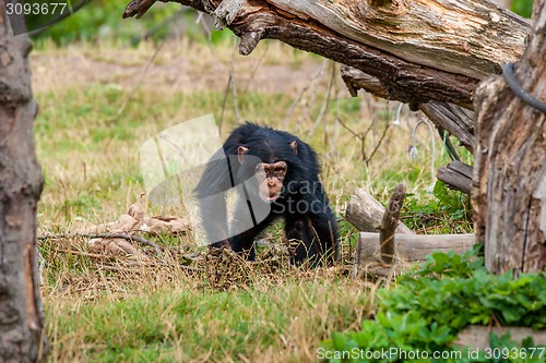 Image of Chimp youngster in nature