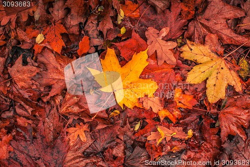 Image of Autumn maple in warm colors