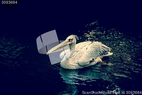 Image of Pelican floating on water