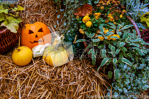 Image of Halloween pumpkin decoration at autumn