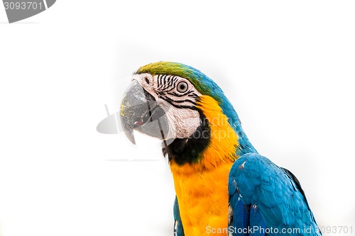 Image of Parrot on white background