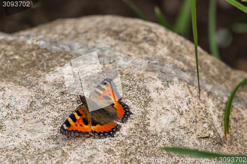 Image of Butterfly on a big rock