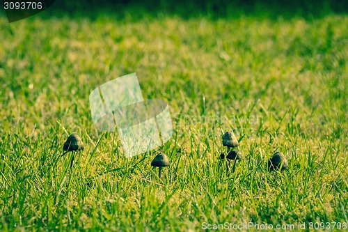 Image of Mushrooms on a lawn