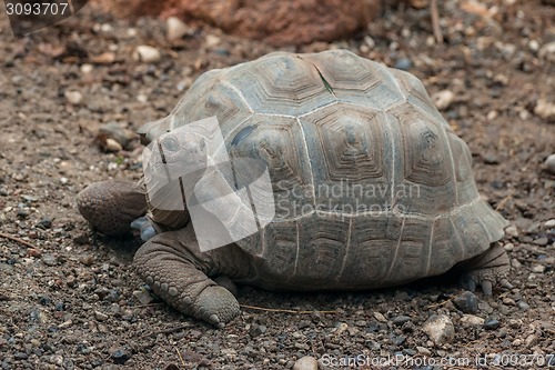 Image of Turtle on dry land