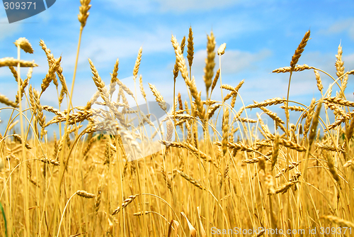 Image of Grain field