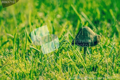 Image of Mushroom in fresh green grass