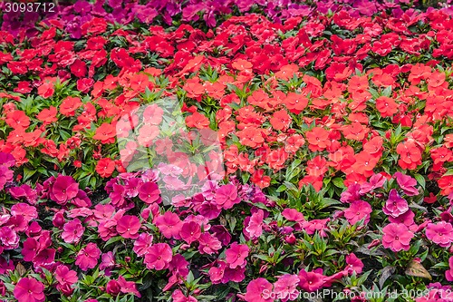 Image of Flowers in red an violet colors