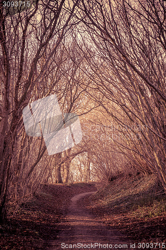 Image of Mysterious forest with a path