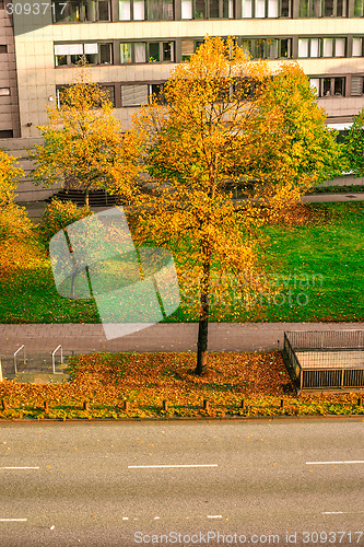 Image of Autumn tree by a road