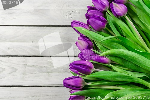 Image of Tulip flowers in purple color