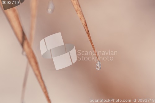 Image of Water drop on a staw