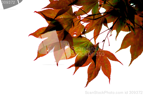 Image of Japanese maple leaves