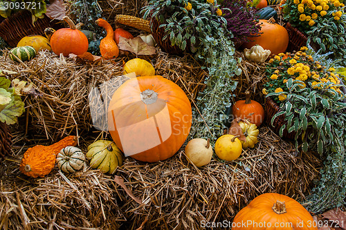 Image of Pumpkin ornament at autumn