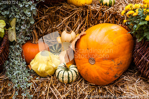 Image of Autumn decoration with orange pumpkins