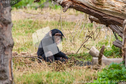 Image of Chimp in the nature