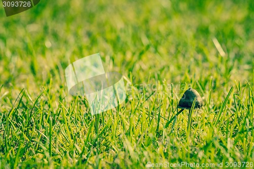 Image of Shroom in green grass