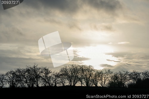 Image of Trees in a winter sunset