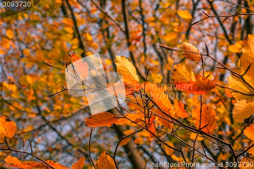 Image of Autumn leaves in in a colorful forest