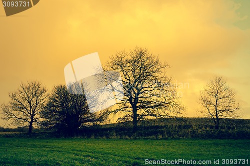 Image of Tree silhouettes in sunrise landscape