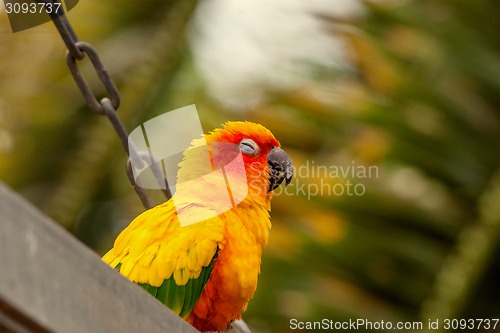 Image of Sun Conure parrot on a swing