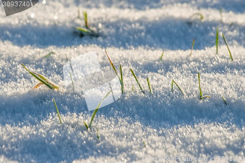 Image of Grass in the snow