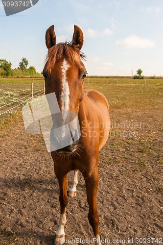 Image of Horse in brown colors in a fencing