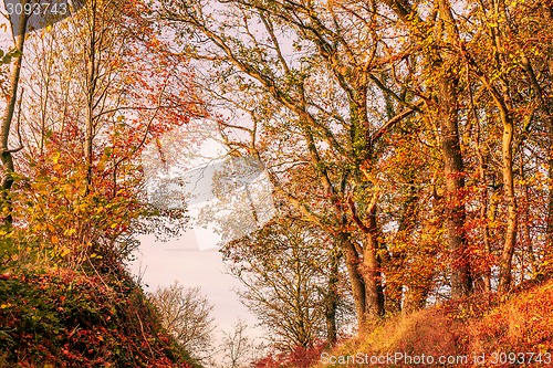 Image of Autumn leaves in in a forest scenery