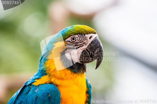 Image of Colorful parrot in the jungle