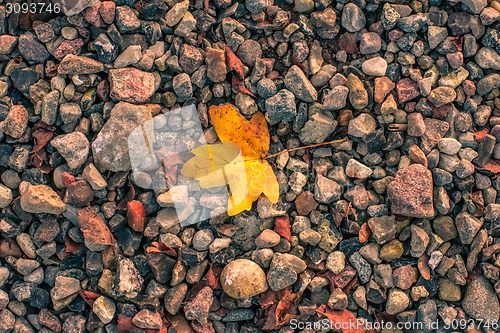 Image of Autumn leaf on pebbles