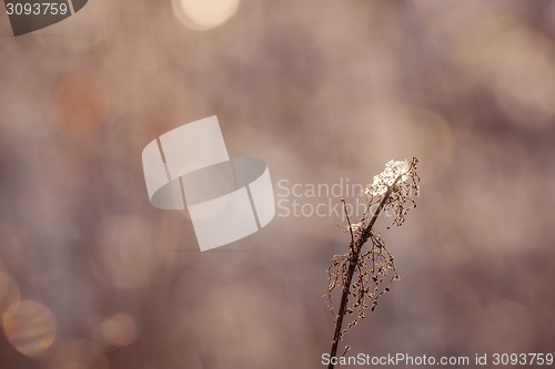 Image of Ice on a plant