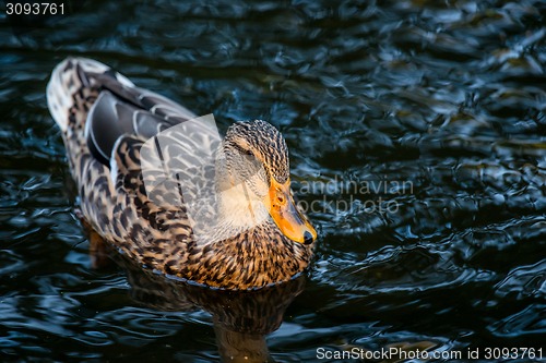 Image of Duck on the water