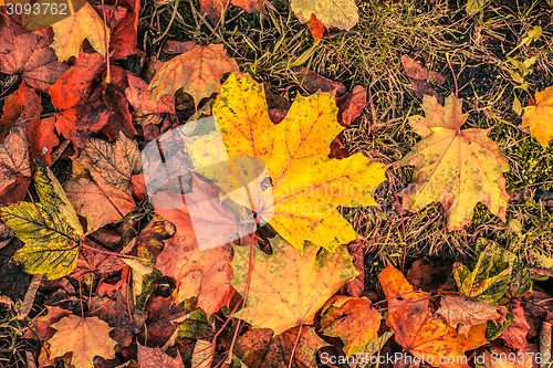 Image of Autumn leaves in november